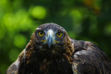 Aigle