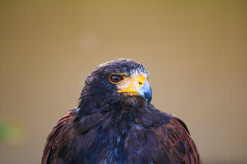 Aigle
