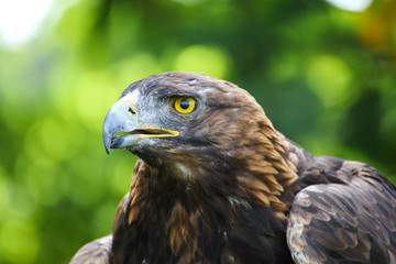 Aigle