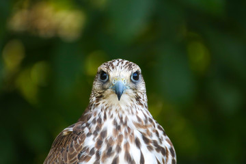 Rapace