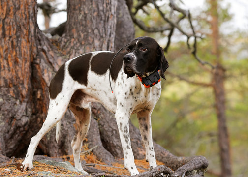 Dog english pointer with gps-tracker 
