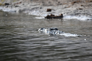 Krokodil im Chobe River