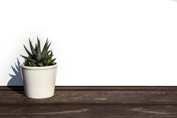 Haworthia attenuata, succulent in white flowerpot on wooden table, on white background, with copy space