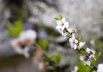 Spring flowers on branch