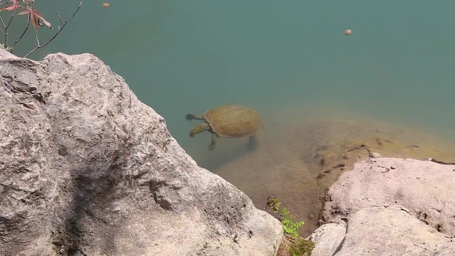 People throwing food into water of lake to feed fish and cute turtle. Real time full hd video footage.