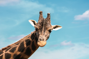 Girafe