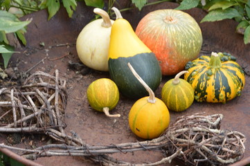 Decoration with different pumpkin