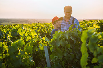 Two generations of winegrowers in their vines at sunset.