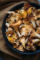 Fresh chanterelle mushrooms on rustic background. Autumn concept