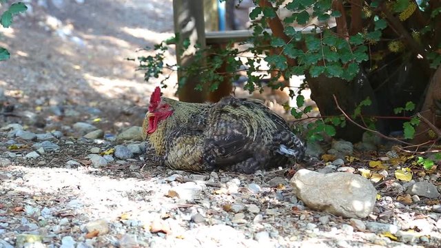 Portrait of beautiful calm rooster relaxing in shadow outdoors on sunny hot summer day. Real time full hd video footage.