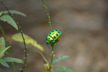 Beetle