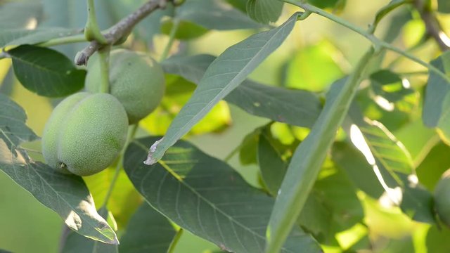 Unripe walnut fruit