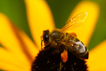 bee on a flower