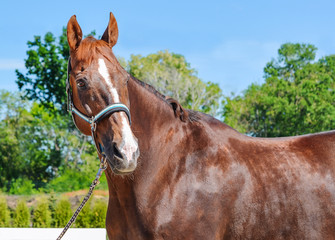 Portrait of a beautiful horse, blue sky and green trees as a background. Brown horse closeup,...