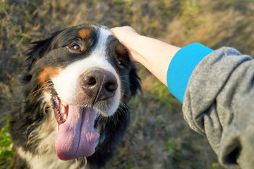 the girl is a pet owner petting a happy smiling dog. Lovely dog friend