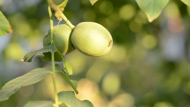 Unripe walnut fruit