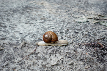 The snail in the sink crawls on the ground.