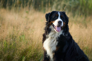 big dog portrait in nature