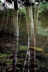Abstract trees reflection on rippled water surface. Dark green nature background