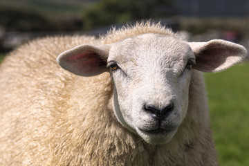 Format-filling portrait of a sheep on a green meadow with horizontally positioned ears, Ireland