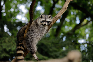 Full body of relaxing common lotor procyon raccoon on the tree branch