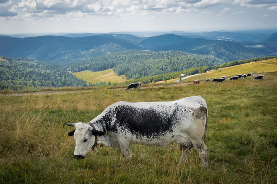 La route des Crètes en Alsace, France - 08 21 2018: Vaches Vosgiennes