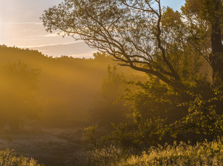 Fog in the forest glade. Spring dawn. After a rainy night at dawn, the fog. South of Russia.
