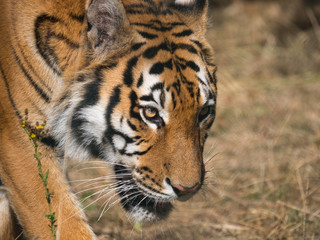 Fototapeta na wymiar Tigre 