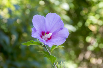 Fototapeta premium Hibiscus syriacus shrub in bloom, pink purple flowering plant