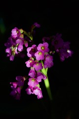 Fototapeta na wymiar purple bergenia flowers