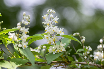 Deutzia gracilis white flowers in bloom, beautiful flowering ornamental shrub
