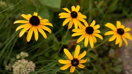 flowers on the flower bed