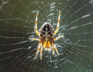 The spider on a cobweb.