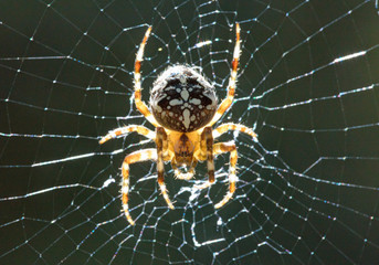 The spider on a cobweb.