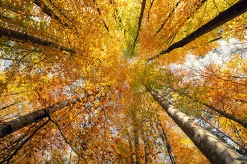 Schöne Herbstfarben der Natur. Saisonkonzept. © Sondem