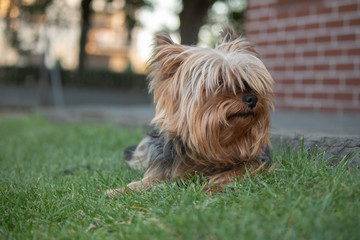 Yorkshire Terrier