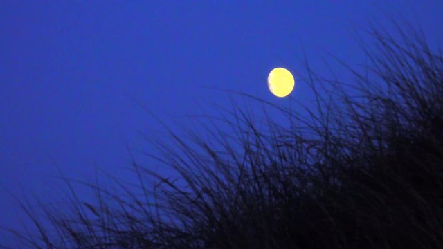 Vollmond in den D&uuml;nen mit D&uuml;nengras und dunklel blauem Himmel