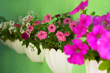 Pot of petunia flowers hanging on tree