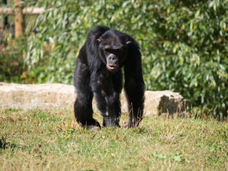 Chimpanzé à dos argenté
