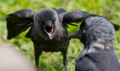 portrait of a bird