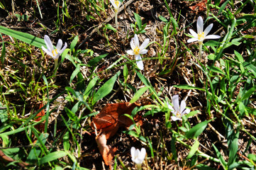 primroses on a bright sunny day