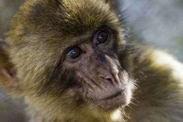 Barbary macaques from Gibraltar