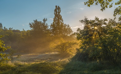 Fog in the forest glade. Spring dawn. After a rainy night at dawn, the fog. South of Russia.