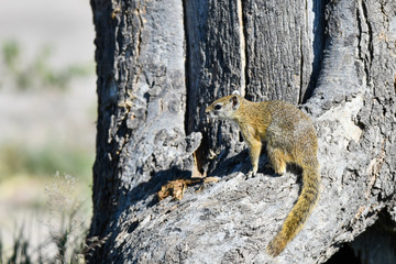 Obraz premium Eichhörnchen / Squirrel in Botswana