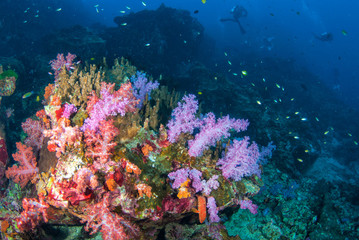Fototapeta na wymiar Colourful soft corals in South Andaman, Southern of Thailand