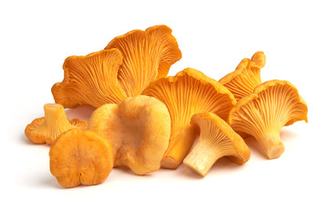 Raw fresh chanterelles mushrooms, isolated on white background - obrazy, fototapety, plakaty