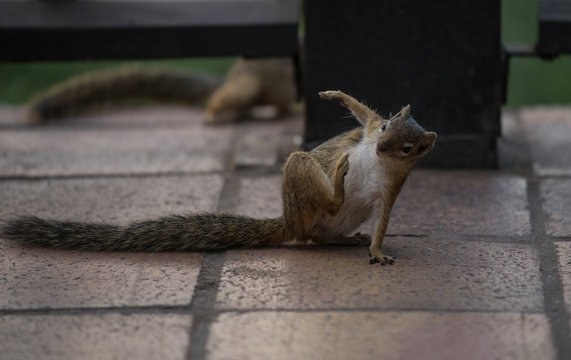 Eichhörnchen / Squirrel in Botswana