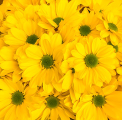 Bright yellow flowers background.Beautiful flower close-up