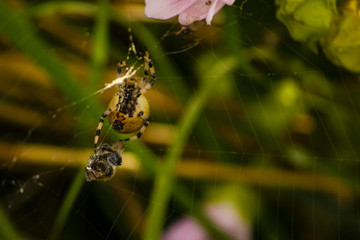 spider caught a bee