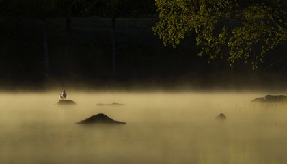 birds on lake